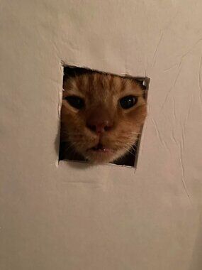 Meet your Posher, Donovan